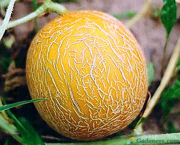 Melon Kolhoznitsa - лечебен деликатес