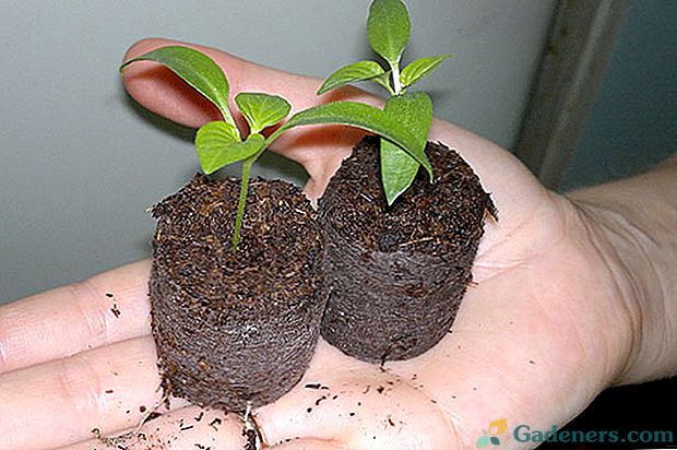Za rast dobrih sadik uporabljajte kokosovo podlago