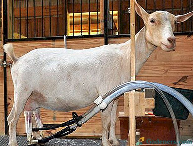 Molzni stroj za koze sprosti čas, olajša delo