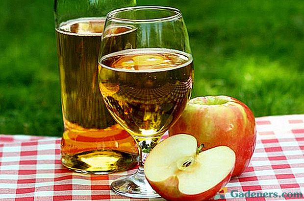 Домашнє вино з натурального яблучного соку: специфіка приготування