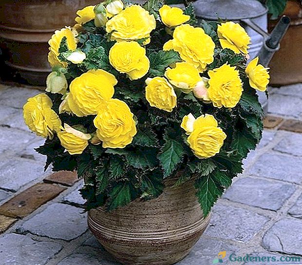 Vertingos konkurentės rožės - begonia kilpės geltonos spalvos