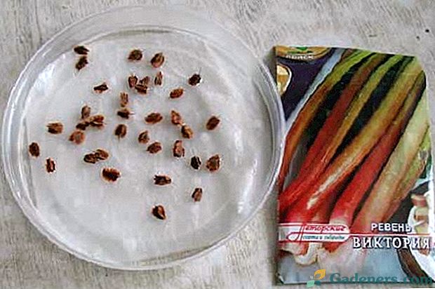Dva načina za uzgajanje rabarbara victoria sjemena