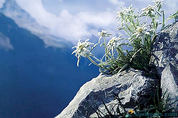 Edelweiss - górski kwiat miłości na daczy