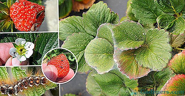 Efektivní jahody proti škůdcům: znalost 