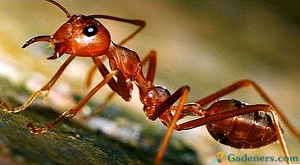 Efektivní způsoby boje proti mravencům ve včelí