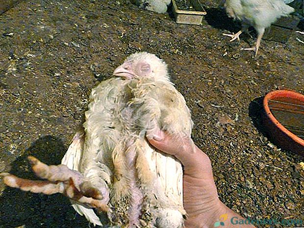 Jei suprasite, kodėl broilerių viščiukai miršta, galite sutaupyti gyvulių