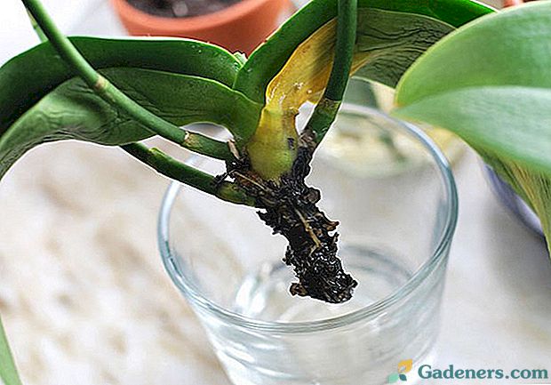 Ar galima orchidą reanimuoti, jei šaknys sunaikintos?