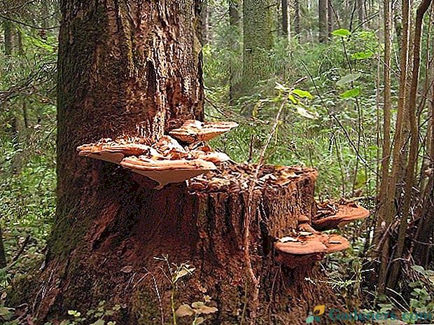Te tajemnicze ksylotrofy - poznajemy grzyby drzewne