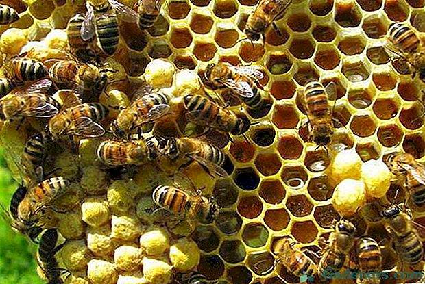 Zanimivo je vedeti, kako čebele naredijo med.
