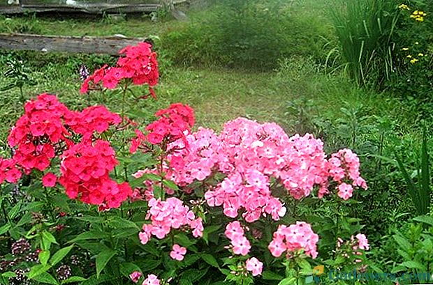 Phloxes rdeče in roza - strast in nežnost sort za vašo zbirko