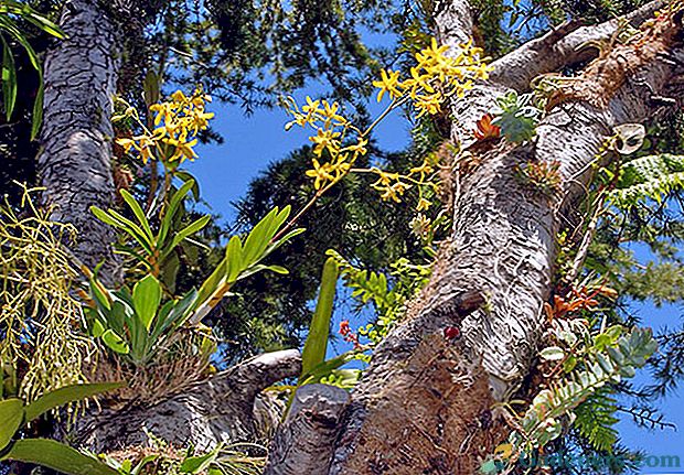 Fotografie a názvy druhů exotických orchidejí