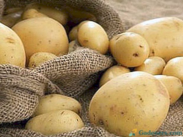 Nuotrauka ir aprašymas bulvių ligų