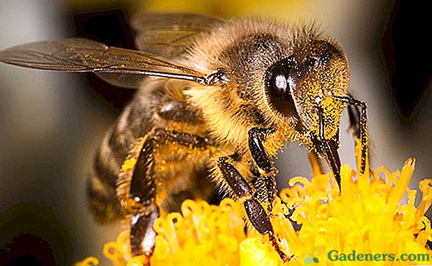 Fotografije in opis čebel