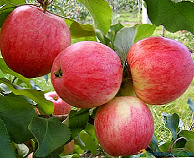 Foto un apraksts par vienu no vecākajām šķirnēm ābolu Melba