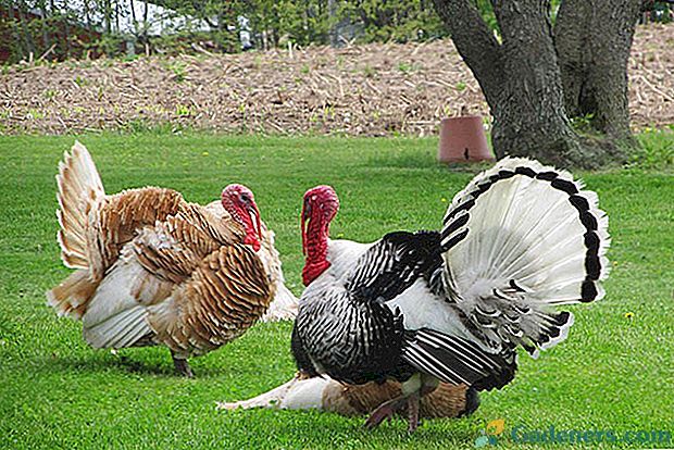 Снимки и описание на породите от пуйки