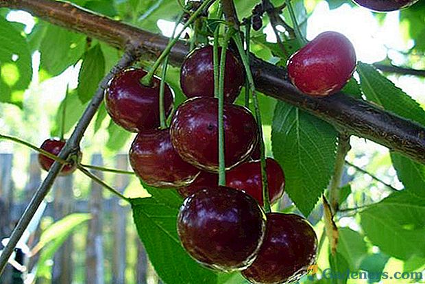 Foto a popis třešňové odrůdy Vladimirskaya