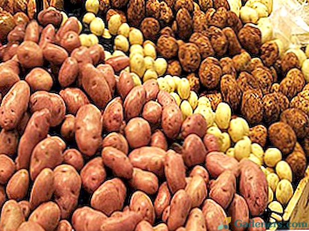 Снимка и описание на картофените сортове
