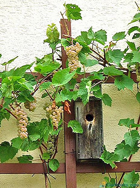 Fotografija in opis grozdja za sajenje v njihovi poletni koči