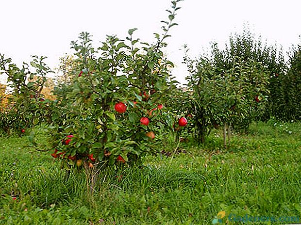 Fotografie trpasličích jabloní a ich rastúce vlastnosti