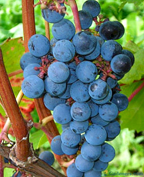 Fotografije, opis in sredstva za zatiranje škodljivcev grozdja