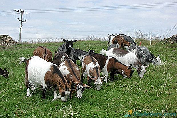 Фото раса коза са кратким описом карактеристика