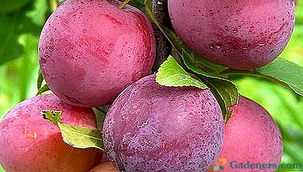 Pateiktos nuotraukos su vyšnių slyvų veislių aprašymu