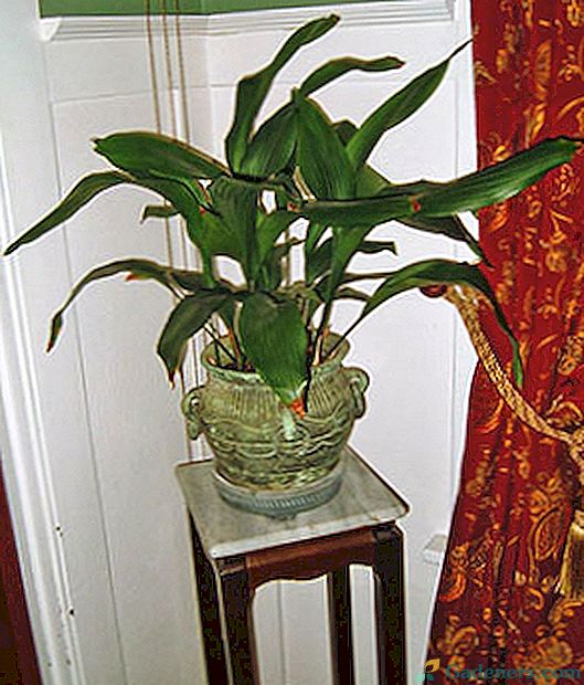 Fotografija, ki opisuje sorte aspidistre za gojenje doma