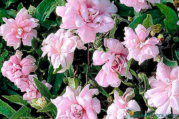Френски рози във вертикално градинарство: Kalistegia