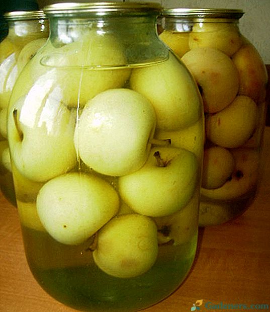 Ovocné recepty na zimu: konzervovanie jabĺk v ich šťave
