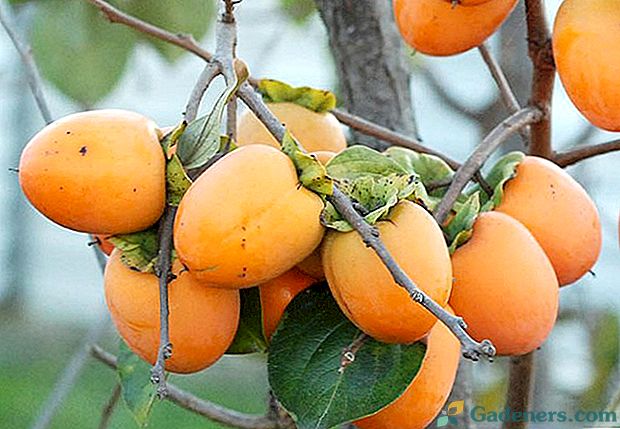 Gdzie i jak rozwija się persimmon: cechy kultury i jej uprawa