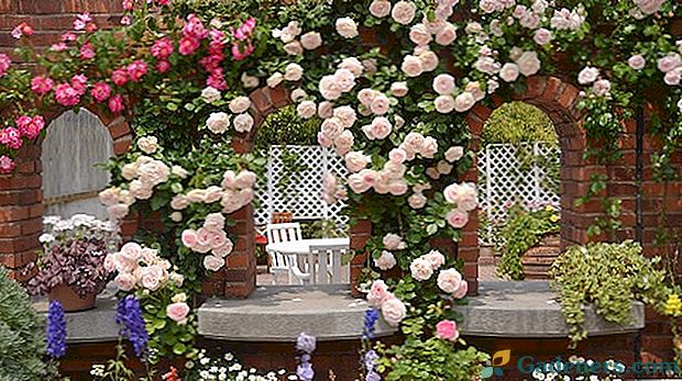 Gdzie sadzić wiklinowe róże i jak się nimi opiekować?