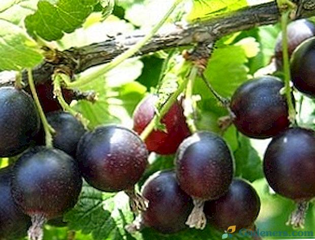 Хибридно цариградско грозде и касис