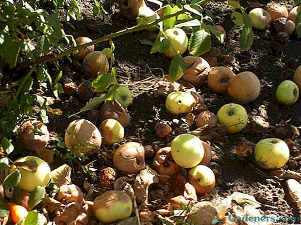 Rotten jabuke kao gnojivo za maline i jagode