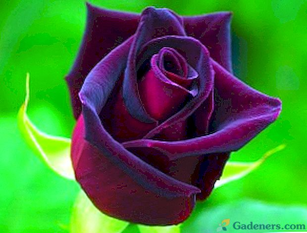 Голландська троянда - гармонія краси