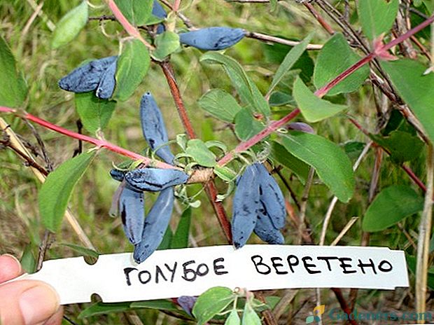 Modré vřeteno je jednou z největších a mrazuvzdorných odrůd zimolezu