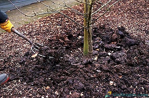 Priprava vrta za zimo - kako hraniti sadno drevje v jeseni?