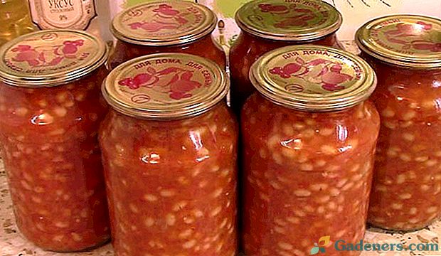Kulinarija skanių pupelių pomidorų žiemai