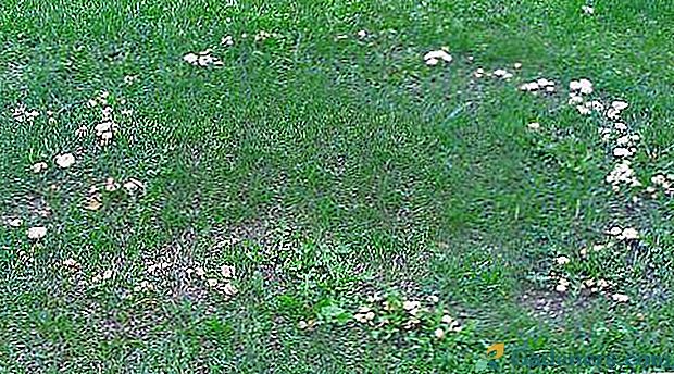 Gljive toadstools na travnjak - što učiniti?