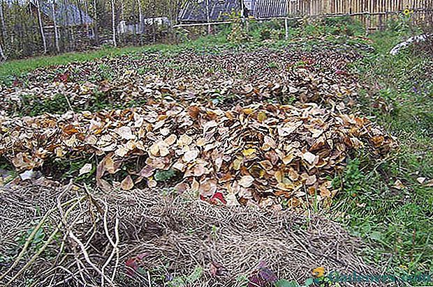 Dacha chalupa problémy v zahradě av skleníku v prosinci