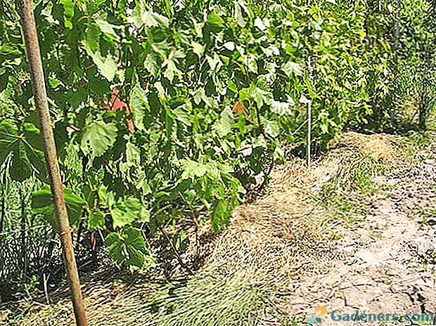 Хороший догляд за виноградною лозою - гарантія багатого врожаю