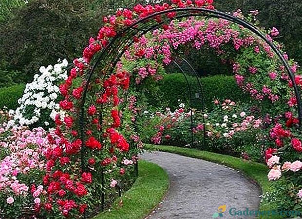 Ідеї ​​дизайну садової арки