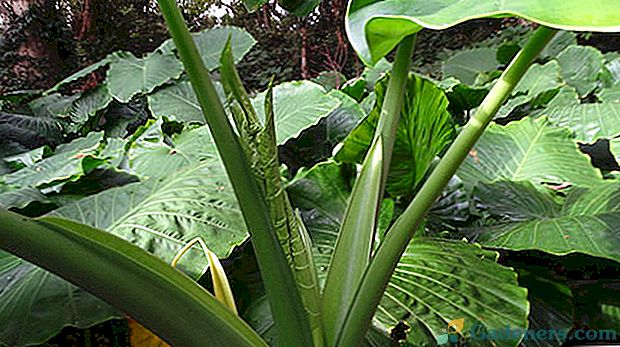 Интересна история за уникално растение във влажните тропици на алоказията