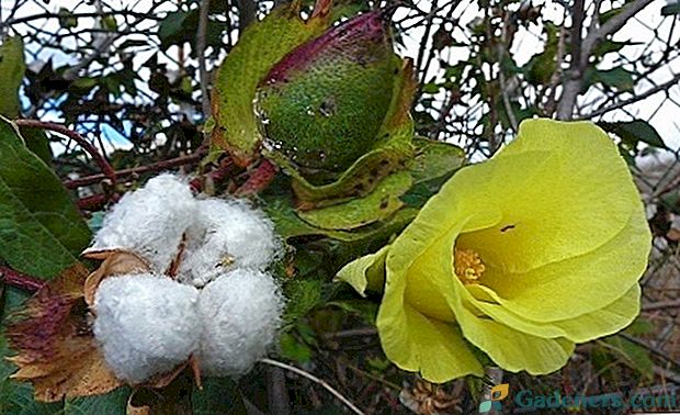 Занимљиве чињенице о памуку: како изгледа, расте и носи воће