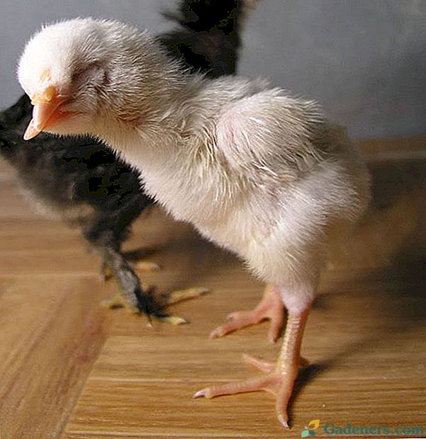 Викривлення дзьоба у курчат - причини появи і методи лікування