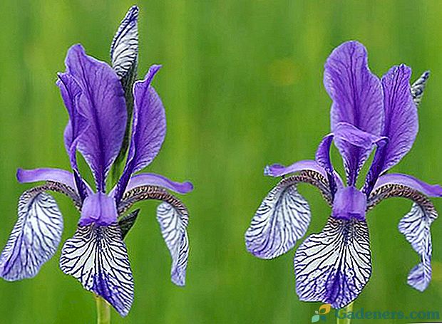 Uporaba v krajinski zasnovi sibirske irisa