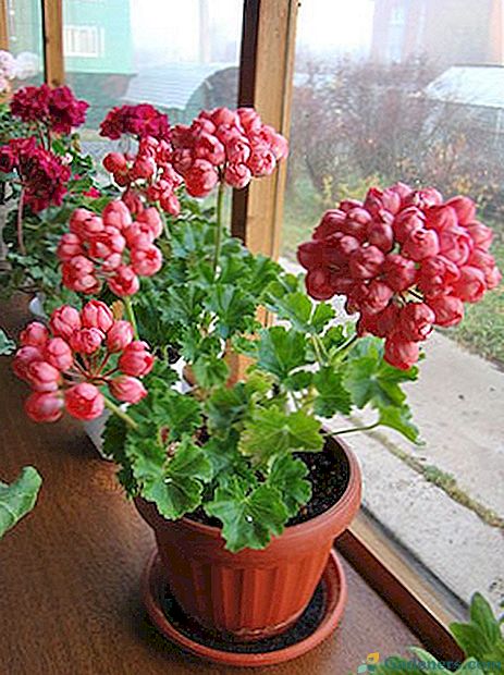 Tulpių geranos išvaizda ir augalų priežiūros ypatumai