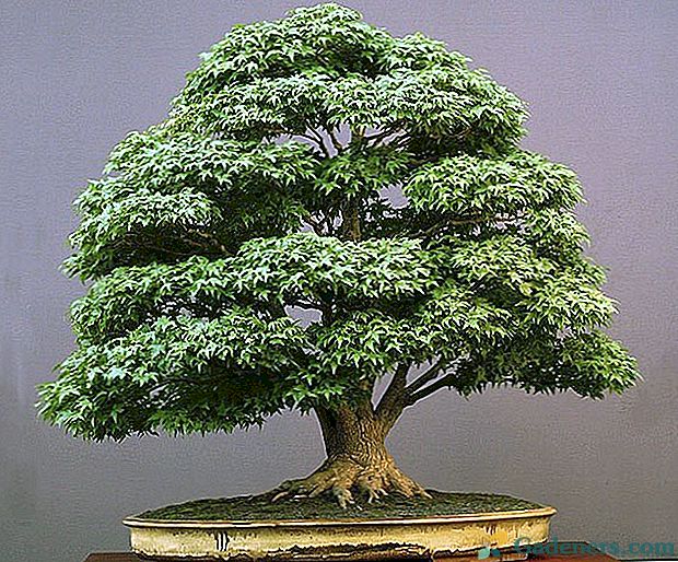 Izsmalcināts japāņu bonsai: krīta miniatūra