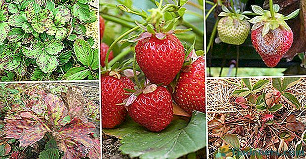 Проучваме болестите на ягоди и как да се справим с тях.