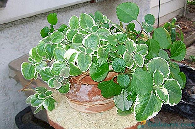 Ние изучаваме полезните и вредни свойства на Plectrantus - ароматно растение.
