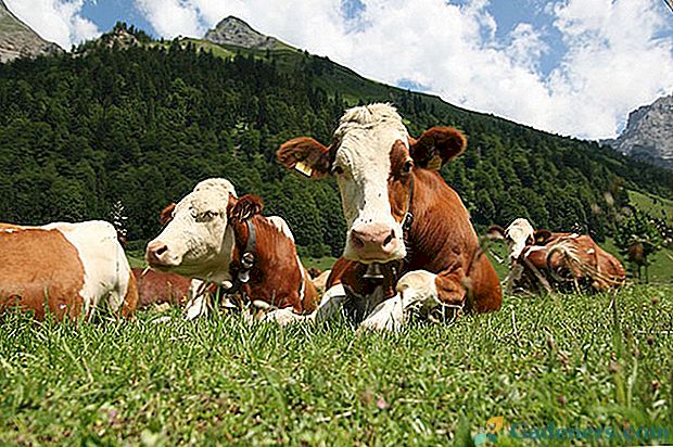 Вивчаємо породи корів по фото і описами